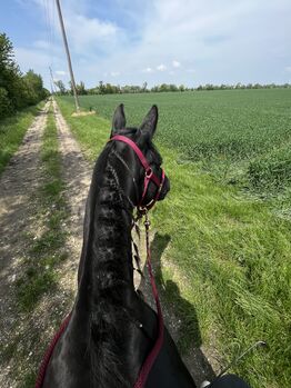 Ein besonderer Wallach sucht seinen Herzensplatz