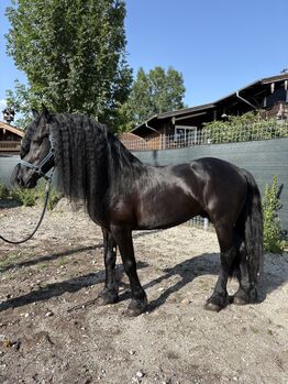Ein besonderer Hengst sucht einen Platz