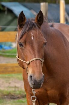 A Springpferd 1.53m, Nancy, Pferd kaufen, Elbe-Parey 