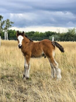 A Stunning Bay Irish Cob Foal – Built Like a Tank