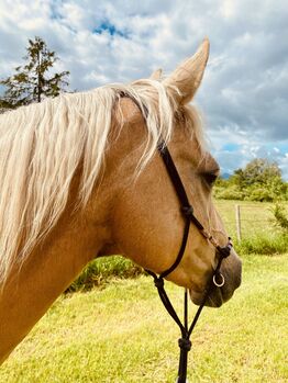 Bildschöne, Lil Peppy Dun It Right Tochter, I.H., Horses For Sale, Eglfing 