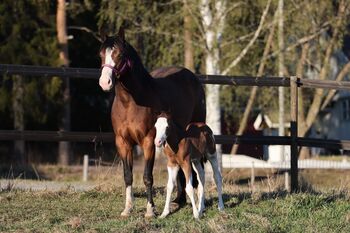 Traumhafte Quarter Horse Zuchtstute mit 2 blauen Augen