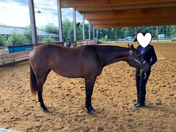 Traumhafte Quarter Horse Stute mit top Allroundabstammung, Kerstin Rehbehn (Pferdemarketing Ost), Horses For Sale, Nienburg