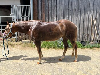 Bildhübsche Quarter Horse Stute mit bester Reining-Abstammung