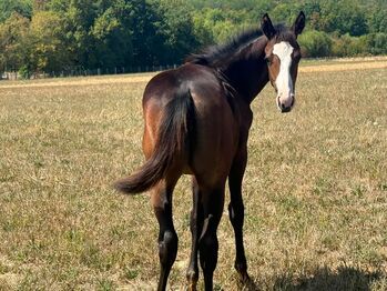 Typvolle Paint Horse Stute mit traumhaftem Charakter und bester Allround-Abstammung