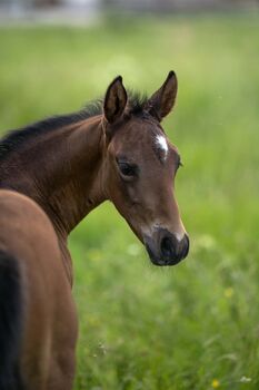 Typvolles Quarter Horse Hengstfohlen mit bester Abstammung