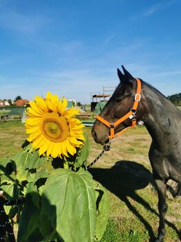 Ein ganz besonderer Freund sucht ein liebevolles Zuhause