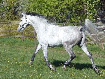 Biete Pflegebeteiligung, Petra Kölle, Horse Sharing, Putzbrunn