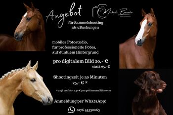 Angebot für Sammelshooting, Michaela, Horse photography, Todtenweis