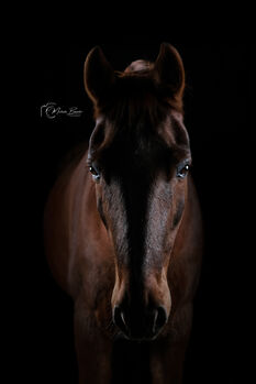 Angebot für Sammelshooting