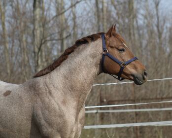 Deckanzeige - AQHA / APHA All Around Hengst
