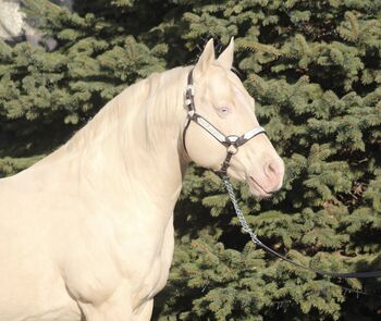 Deckanzeige - AQHA Cremello AQHA Deckhengst
