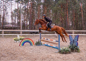 PRZYSZŁOŚCIOWY  4- LETNI WAŁACH PO CORNET OBOLENSKY, Angelika, Horses For Sale, Ciemne