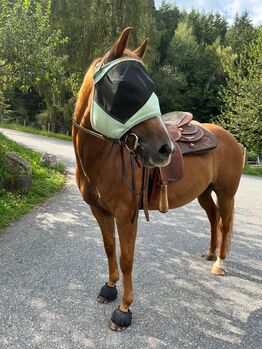 Verlass-Quafi Freizeitpferd sucht!, Lorena Tomasini, Horses For Sale, Schwaz