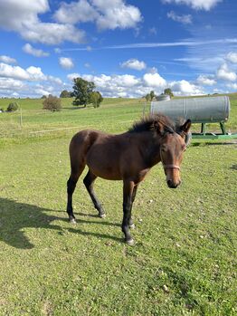 Absetzer Hengst Fohlen Warmblut Mix
