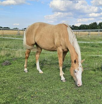 absoluter Eyecatcher in toller Farbe, Kerstin Rehbehn (Pferdemarketing Ost), Horses For Sale, Nienburg