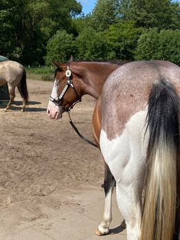 absoluter Eyecatcher mit super liebem Charakter, Kerstin Rehbehn (Pferdemarketing Ost), Horses For Sale, Nienburg