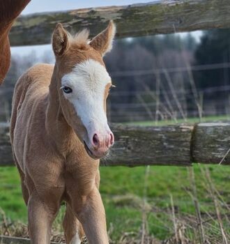 Absoluter Eyecatcher (Quarter Horse)