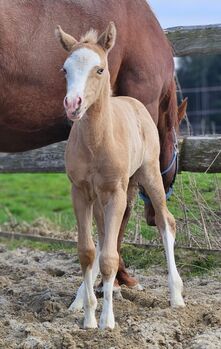 Absoluter Eyecatcher (Quarter Horse), Kerstin Rehbehn (Pferdemarketing Ost), Horses For Sale, Nienburg