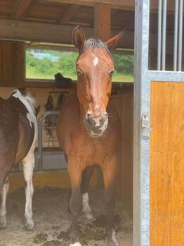 Absolutes Herzenspferd abzugeben, Corinna, Horses For Sale, Mondsee