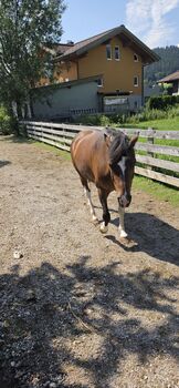 Absolut kindersicheres Verlasspony, Zoe Arentsen, Horses For Sale, Flachau