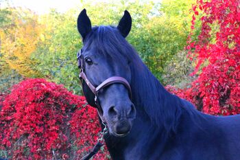 Absolutes Verlasspferd für Anfängerin gesucht, Cerstin, Horses For Sale, Selm