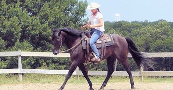 Absolutely Stunning-All-rounder Paso Fino cross, Gelding For Sale., Cruffjeff, Horses For Sale, Birmingham