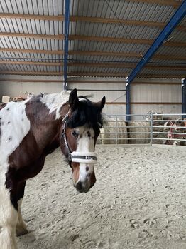 Absolut liebenswertes Pferd, Silvia, Konie na sprzedaż, Eggenburg 