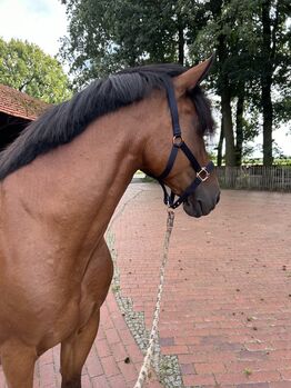 Absolutes Verlasspferd, Freizeitpferd