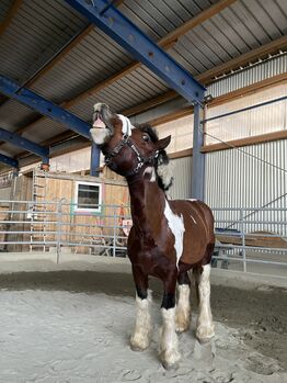 Absolut liebenswertes Pferd