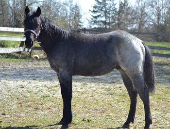 absolut kräftiger, cooler Quarter Horse Jährling in blue roan, Kerstin Rehbehn (Pferdemarketing Ost), Horses For Sale, Nienburg