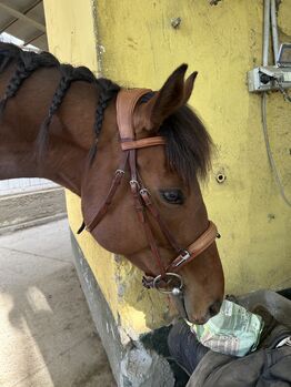 Acavallo Filosofia Bridle COB, Acavallo  Filosofia, Fiammetta, Bridles & Headstalls, Trofarello
