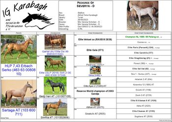 Achal-Tekkiner-Karabagh-Mix *05/2023, Verena Scholian, Horses For Sale, Ginsheim-Gustavsburg