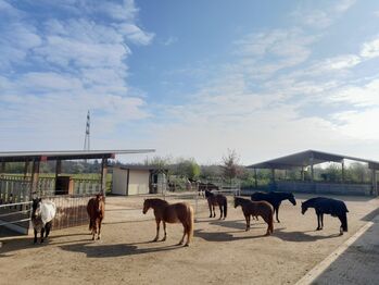 Aktivstall Heneka, Raum Karlsruhe  SCHAUER-Aktivstall- Haltung , Heneka , Horse Stables, Karlsdorf-Neuthard 