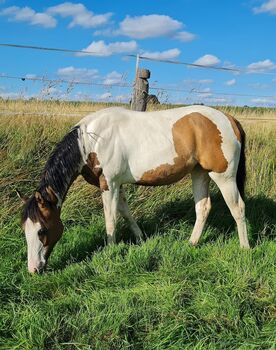 bezaubernde, homozygote Paint Horse Stute, Kerstin Rehbehn (Pferdemarketing Ost), Horses For Sale, Nienburg