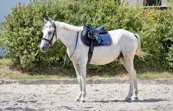 Entzückender Pony Mann!, Pferdeglück (Pferdeglück GmbH), Horses For Sale, Pelmberg