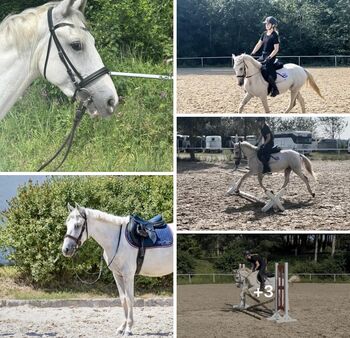 Entzückender Pony Mann!, Pferdeglück (Pferdeglück GmbH), Horses For Sale, Pelmberg