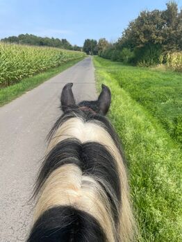 Entzückender Tinkerwallach sucht neuen Platz