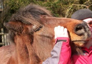Erwachsener freundlicher Islandwallach gesucht, Beate, Horses For Sale, Brachtendorf