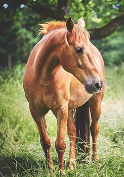 Abenteuerlustiger Ponymixwallach will die Welt erobern