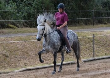 Aegidienberger Stute, 4 Gänger mit viel Naturtölt ähnl. Isländer für Freizeit und Sport, Simone Möller, Horses For Sale, Meinerzhagen 