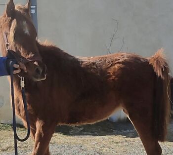 Ägyptische Araber Stute