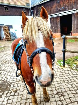 Lieber älterer Schwarzwälder Ponymix Wallach