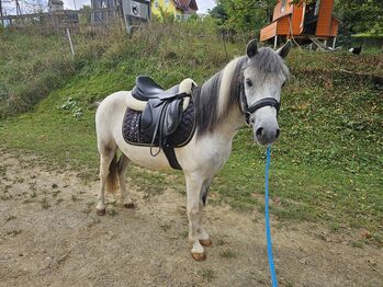 Liebenswertes Pony, K.B.Z. verkaufspferde , Horses For Sale, Steiermark/Leibnitz 