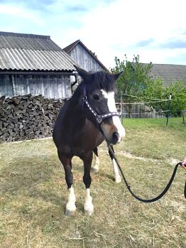 Liebenswerte Tinker-Ponystute als Beistellpferd