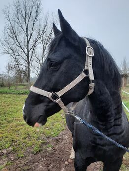 Älteres Halfter sucht neuen Pferdekopf, Julia , Halfter, Oranienburg 