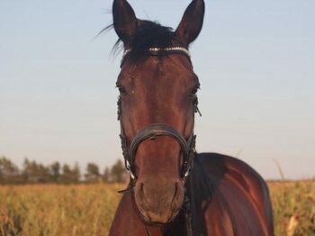 Liebevolle ÖWB-Stute, 14 Jahre, springorientiert ausgebildet bis Klasse L, Leonie, Horses For Sale, Premspätten 