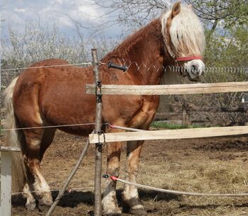 Aladin (Haflinger) sucht einen neuen Besitzer