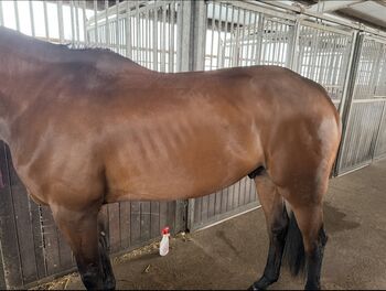 Albion SLK Adjusta Europa 17,5 Zoll MW LH NS 2. Hand Albion  Albion SLK Adjusta Europa