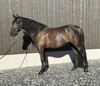 Alegro V - PRE, Wallach, 7 Jahre, Rappe